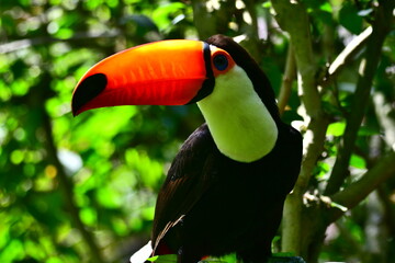 Toucan