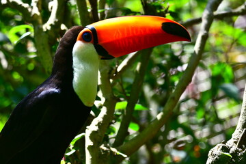 Toucan