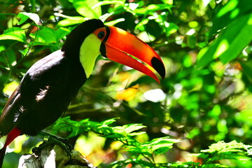 Toucan