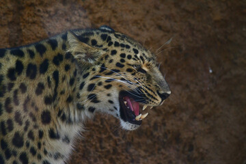 leopard 
