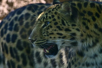 Fototapeta na wymiar leopard 