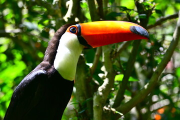 Toucan