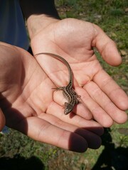 hand holding a lizard