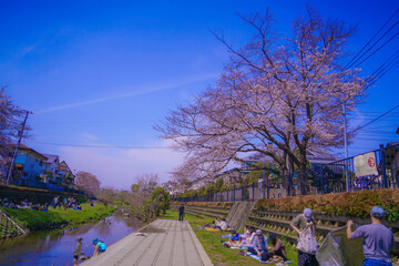 野川の桜（調布市）