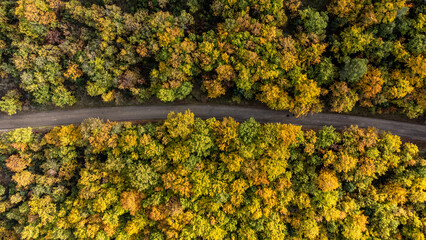 Autunno in bosco