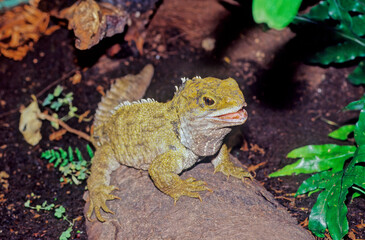 Tuatara.
