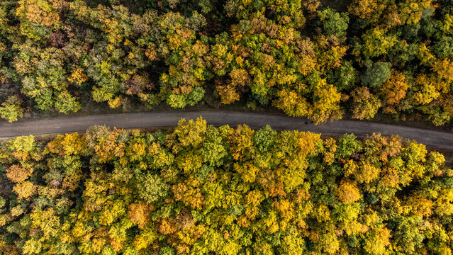 Autunno in bosco