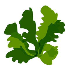 Green algae ulva fish is a clump of seaweed, edible algae.