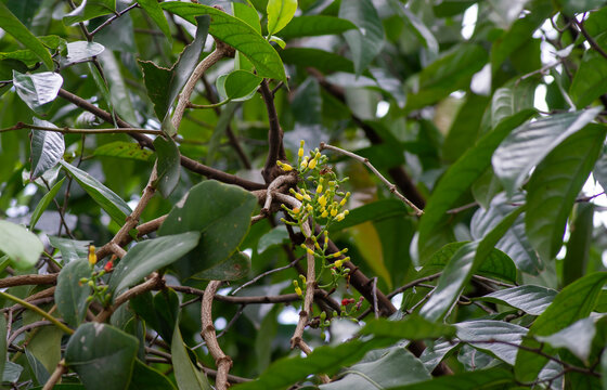 Kepel tree (Stelechocarpus burahol) overgrown by parasite, mistletoe Dendrophthoe pentandra (Loranthaceae)