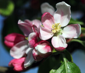 Naklejka na ściany i meble Apple blossom in Norfolk, England 