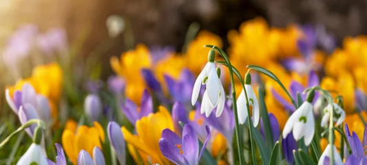 Fotobehang Beautiful colorful panorama of blooming spring meadow landscape, with snowdrop (Galanthus nivalis) and crocus (Crocus sieberi), illuminated by the morning sun © Corri Seizinger