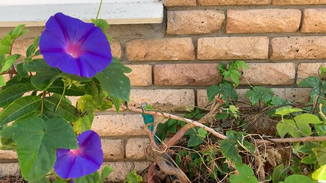 Purple morning glory flower in the wind
