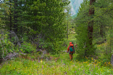 Traveling man in red with big backpack on way through thickets in coniferous forest. Backpacker walks through mountain forest with motley flora. Colorful landscape with tourist in forest among cedars.