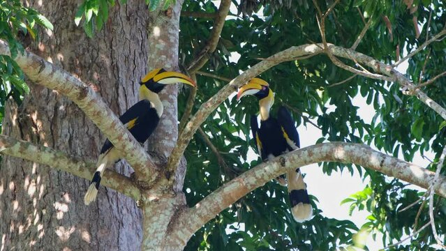 Facing each other one covered by a branch on the right while they rest during a windy day, Great Hornbill Buceros bicornis, Khao Yai National Park, Thailand.