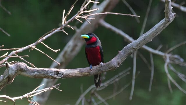 Seen facing front as it hops around revealing its lovely backside then flies up to a branch, Black-and-red Broadbill, Cymbirhynchus macrorhynchos, Kaeng Krachan National Park, Thailand.