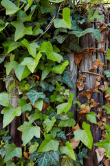 Efeu, Pflanzen, Zaun, Struktur.