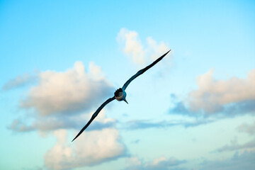 Obraz premium Flying in the sunset sky brown booby bird (Sula leucogaster).