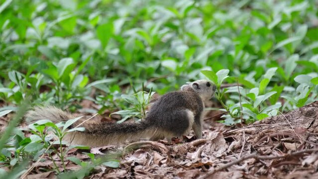 Looking straight to the camera and turns to the left to smell the plants and eat then runs away, Variable Squirrel Callosciurus finlaysonii, Thailand.