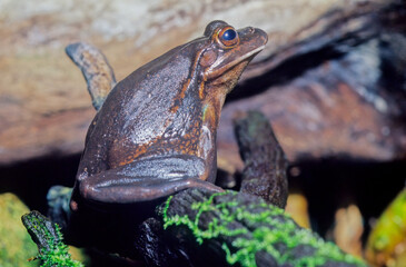 Green and golden bell frog