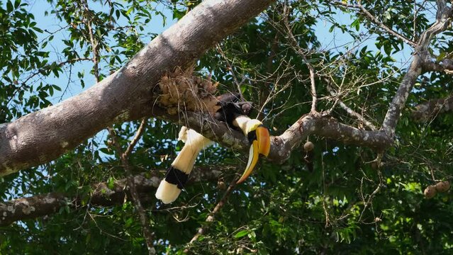 Seen on a branch going to the right and then reaches down to look, Great Pied Hornbill Buceros bicornis, Khao Yai National Park, Thailand.