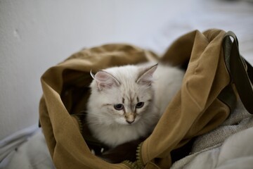 Playful young Siberian kitten. Blue eyes with tabby seal point mask