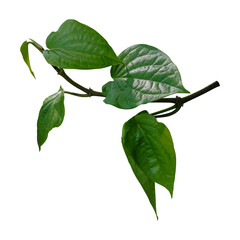 Betel leaves, Greenery plants isolated on white background have clipping path