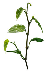 Betel leaves, Greenery plants isolated on white background have clipping path