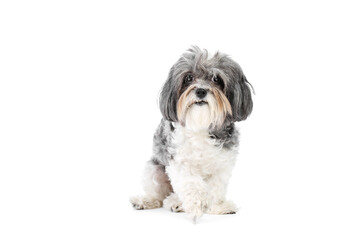 Naklejka na ściany i meble Cute grey and white Bishon Havanese dog with funny haircut and overbite teeth (Malocclusions), looking at camera. Isolated on white