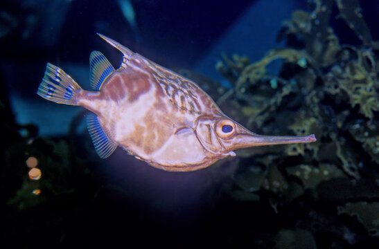 Crested bellowsfish