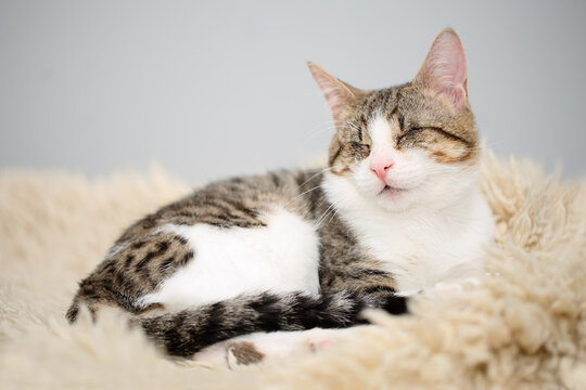 Adorable blind white and brown tabby cat lying on a beige fleecy rug. Cute and affectionate rescued kitty, lost its eyes due to a severe Feline Herpesvirus Infection.