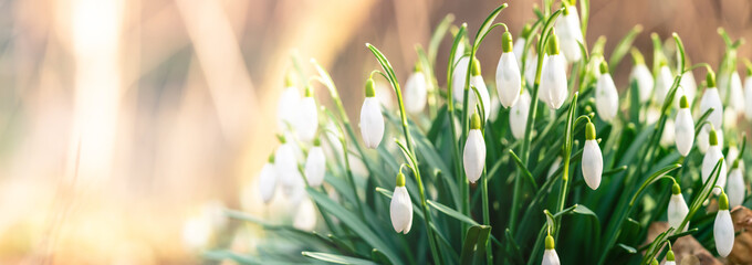 Beautiful snowdrops in early spring