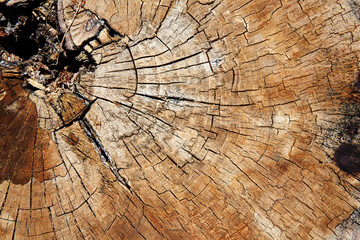 Holz, Baum, Natur, Umwelt
