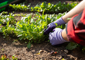 Fototapeta premium Garden bed with vegetables, pull up weeds, harvesting arugula.