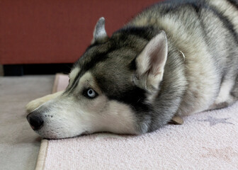 cute husky lies on the floor in the room © Angelina Zhuravleva 