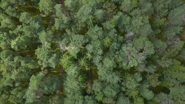 More trees from Denmark. Tisvilde Hegn.