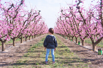 Aitona, Catalonia, Spain - February 28, 2022: Kid girl through rows of peaches blooming in spring in Lleida. There are many fields of pink flowers in Aitona, Alcarras and Torres de Segre.