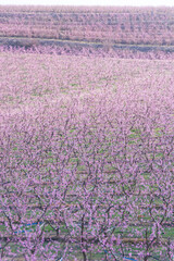 Aitona, Catalonia, Spain - February 28, 2022: Rows of peaches blooming in spring in Lleida. There are many fields of pink flowers in Aitona, Alcarras and Torres de Segre.