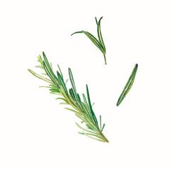 A green sprig of rosemary on a white background. Watercolor botanical illustration. For decoration in design, textiles, postcards, restaurant menus, invitations to events, packages