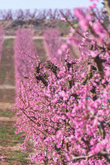 Aitona, Catalonia, Spain - February 28, 2022: Rows of peaches blooming in spring in Lleida. There are many fields of pink flowers in Aitona, Alcarras and Torres de Segre.