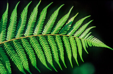 Silver fern © Ipman65