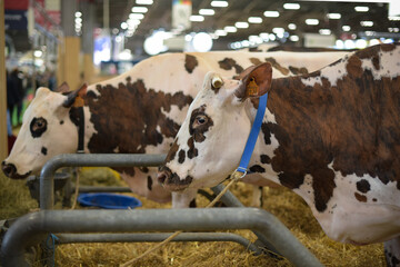 Norman breed cow at the agricultural show - obrazy, fototapety, plakaty