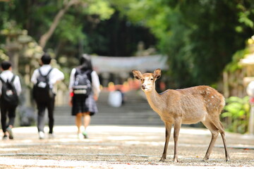 奈良公園のメス鹿と修学旅行生