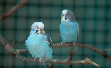 two parakeet bird Is sitting on a tree branch. With blurred background