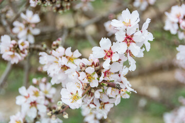 Aitona, Catalonia, Spain - February 28, 2022: With flowers of almond tree blooming in spring in Lleida. There are many fields of flowers in Aitona, Alcarras and Torres de Segre.