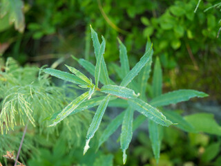 Close up lush green plant leaves and field horsetail with dew or rain drops, selective focus, natural green bokeh background