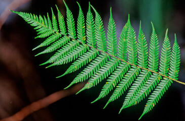 Silver fern © Ipman65