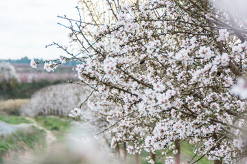 Aitona, Catalonia, Spain - February 28, 2022: Rows of almond blooming in spring in Lleida. There are many fields of white flowers in Aitona, Alcarras and Torres de Segre.