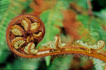 Sphaeropteris medullaris