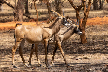 Zwei Pferdeantilopen in der Seitenansicht