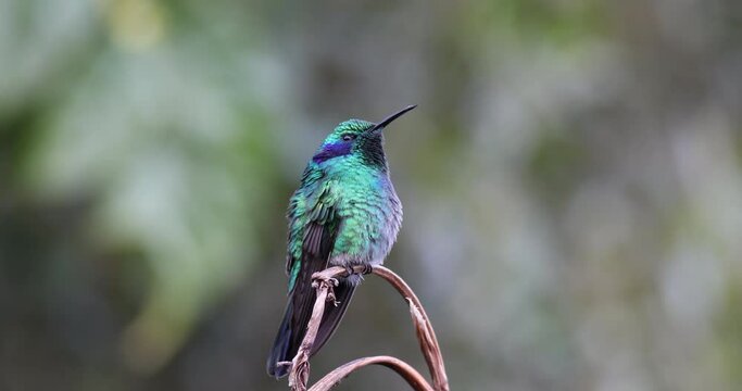 violet-headed hummingbird (Klais guimeti) Beautiful bird at San Gerardo de Dota, Wildlife and birdwatching in Costa Rica.